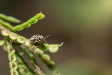 Predatory Stink Bug On Plants