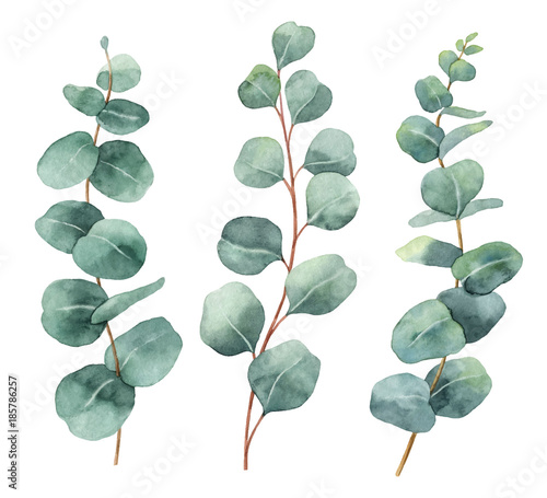 Watercolor hand painted vector set with eucalyptus leaves and branches