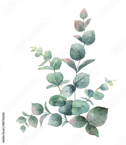 Foto-Schiebegardine mit Schienensystem - Watercolor vector bouquet with green eucalyptus leaves and branches. (von ElenaMedvedeva)