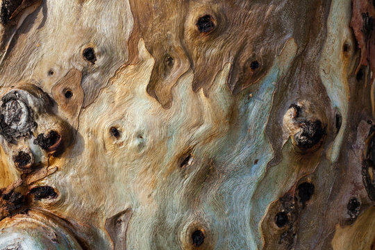 texture of eucalyptus tree bark