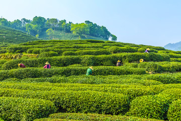 Longjing tea garden in West Lake