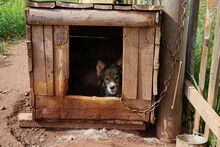 Frightened Doggie Hid In A Wooden Kennel, On A Summer Sunny Day.