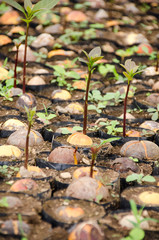 Wall Mural - Germinating seed to sprout of avacado in agriculture and plant grow sequence with nature background