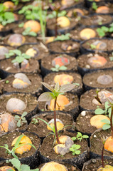 Wall Mural - Germinating seed to sprout of avacado in agriculture and plant grow sequence with nature background