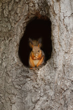 Red Squirrel In A Hollow On A Tree