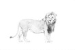 Lion. Sketch with pencil