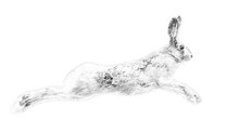 Hare. Sketch With Pencil