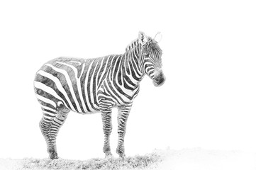 Wall Mural - Zebra. Sketch with pencil