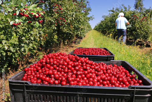 Fotografía Picking cherries in the orchard
