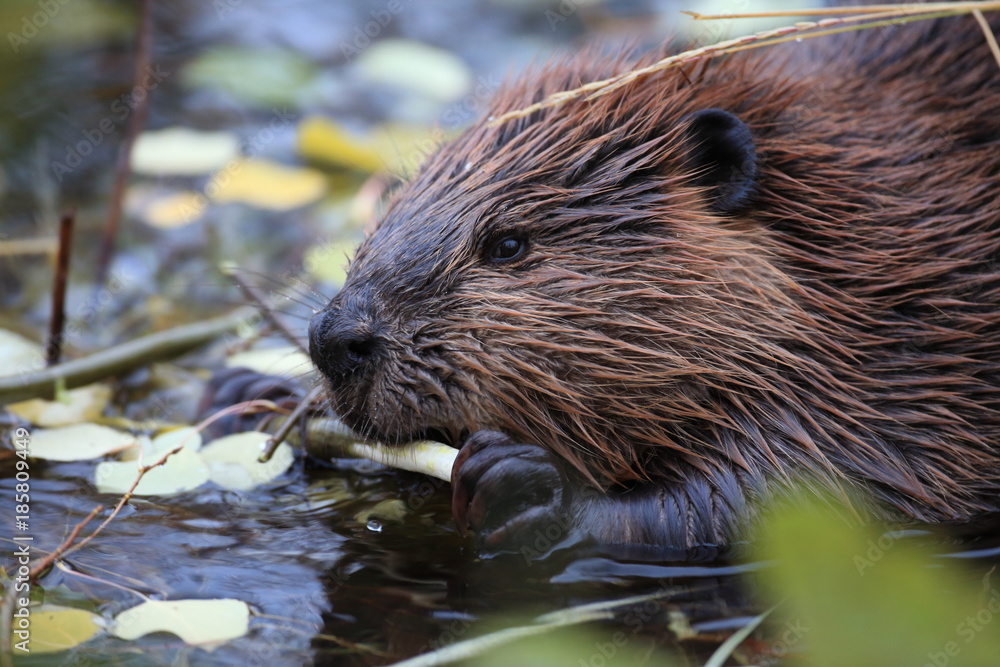 North American Beaver (Castor canadensis) eating, Alaska  - obrazy, fototapety, plakaty 