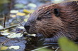 North American Beaver (Castor canadensis) eating, Alaska 