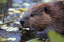 Leave It To Beaver Free Stock Photo Public Domain Pictures