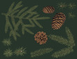 © irinazubra - Vector set of green fir branch and pine cone . Botanical conifers with thin needle