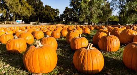 pumpkins at fog willow