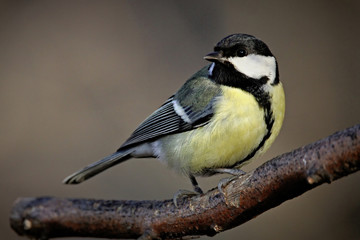 Canvas Print - Great Tit