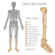 © Double Brain - Lower leg bone anatomy