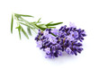 Lavender on a white background