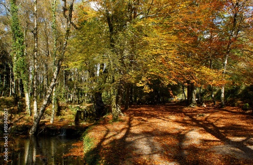 Fall leaves in parque Nacional Peneda Geres, Portugal