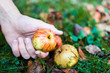 Man hands picking up one apple fallen wild fresh on grass ground bruised on apple picking farm closeup