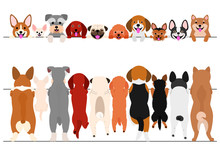 Standing Small Dogs Front And Back Border Set