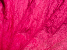 Petal Of Dark Pink Chinese Rose