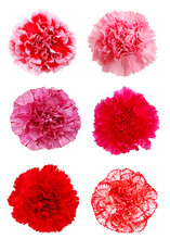 A Set Of Carnation Flowers