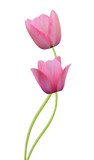 Fototapeta Tulipany - Tulip flowers isolated on white background