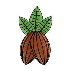 Canvas Print - cocoa beans and leaves fruit food healthy vector illustration