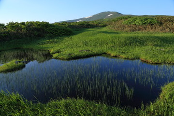 Wall Mural - 初夏の月山　弥陀ヶ原の池塘　Mt.Gassan in early summer (Pond of wetland) / Tsuruoka, Yamagata, Japan