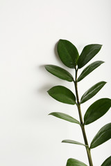 Tropical leaves on white background