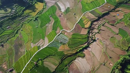 Wall Mural - Drone approaches closely to  rice field parts divided to plots by water channels and pathways,aerial 4K