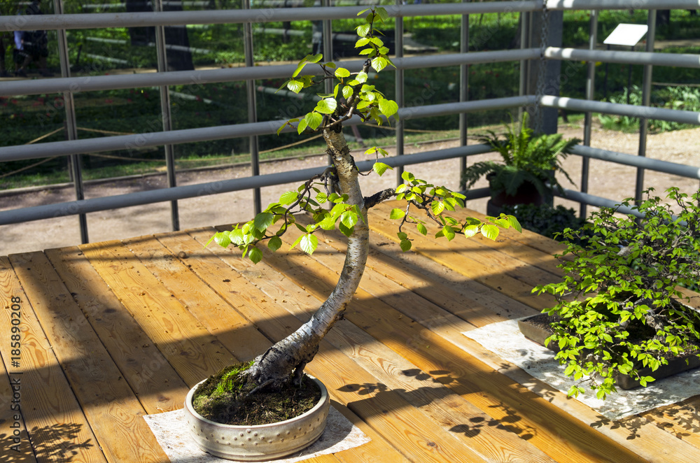 Silver birch (Betula pendula) - Bonsai in the style of "Bohemian". Stock  Photo | Adobe Stock