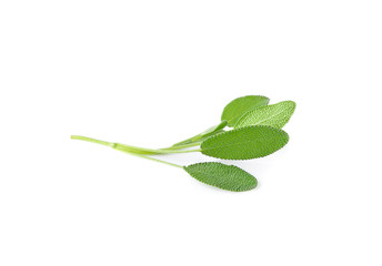 Sticker - sage leaf on white background