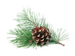 Pine tree branches with cones isolated on white background. Winter holidays decoration. Evergreen tree.