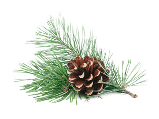 Pine tree branches with cones isolated on white background. Winter holidays decoration. Evergreen tree.