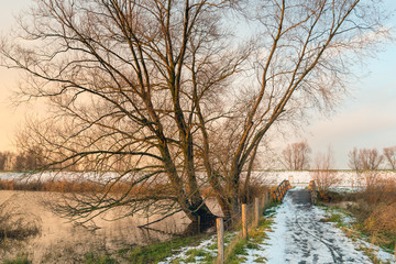 Wall Mural - Bare tree in low evening sunlight