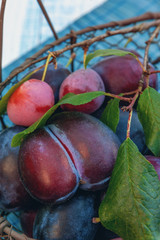 Wall Mural - Ripe and juicy blue plums in a wicker basket in a rustic style. The horizontal frame.