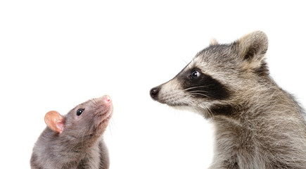 Wall Mural - portrait of funny rat and raccoon, closeup, isolated on white background