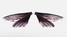 3d Illustration Wings Of Insect Isolate On White Background With Clipping Path