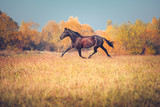 Fototapeta Konie - Black Orlov trotter runs on the yellow autumn nature background