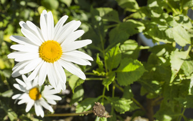 Wall Mural - White flower daisy - Bellis perennis