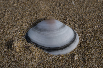 mollusk shell on the beach sand, white and black