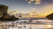 Seagulls On The Beach Near Perth, Western Australia, Australia