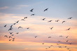 © RooM The Agency - Flock of birds flying in the sky, Australia