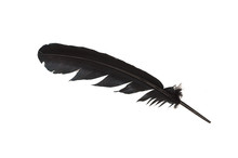 Black Feather Isolated In White Background.