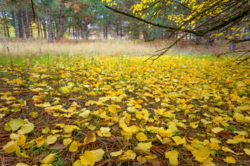 Canvas Print - Golden autumn. yellow fallen leaves in the forest