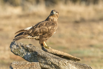 Poster - buteo buteo