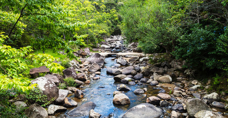 Canvas Print - Rio com pedras cortando a floresta.