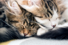 Cute Siberian Forest Cat Kittens Sleeping Curled Together. Concepts Of  Love, Friendship, Snuggle, Sleep, Rest And Relax
