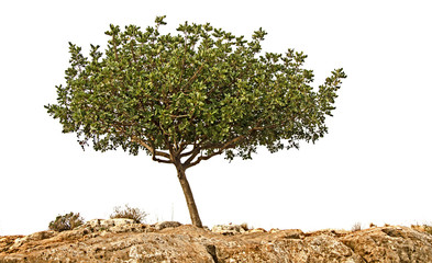 Wall Mural - Tree isolated on white background